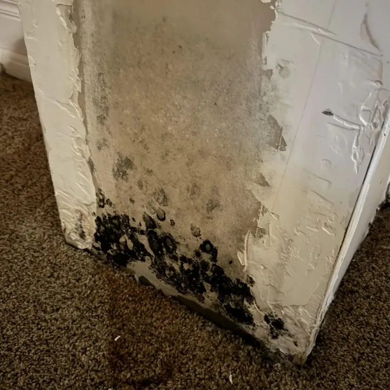 Professional Mold Removal in Middlesboro, KY